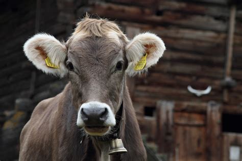 Kuh : Wissen rund um die Kuh - OMIRA Milch