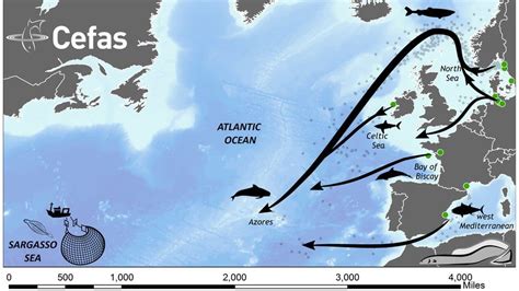 Ancient eel migration mystery unravelled - The Zuricher