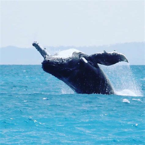 Whale Watching in Hervey Bay, Australia