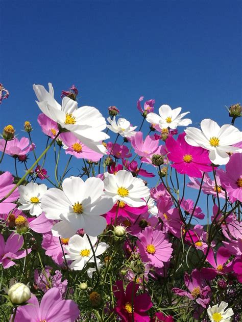 350 COSMOS SENSATION MIX Mixed Colors Cosmos Bipinnatus Flower ...