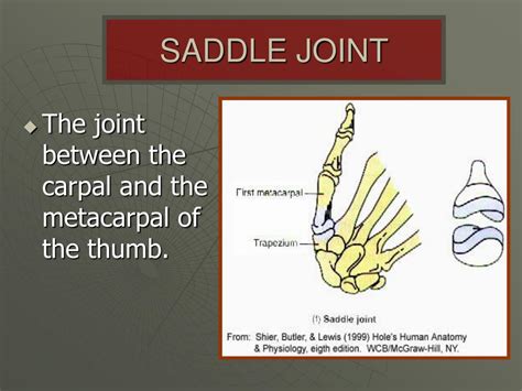 PPT - The Joints of the Skeleton System PowerPoint Presentation, free download - ID:1777258