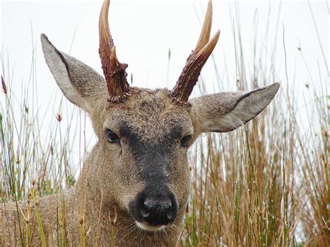 Huemul | Deer species, Whitetail deer, Mule deer