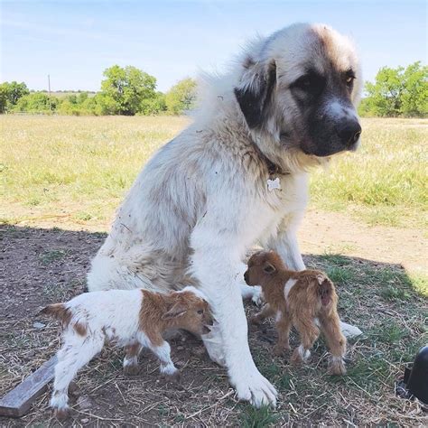 Anatolian Shepherd Temperament and Personality - Child Friendly and ...