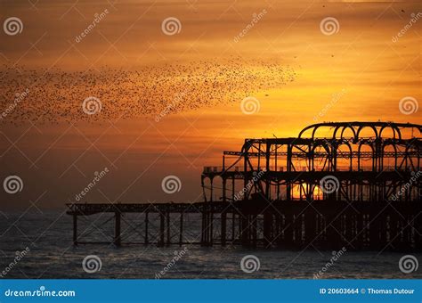 Flocks of Starlings Over the West Pier, Brighton Stock Photo - Image of great, ocean: 20603664