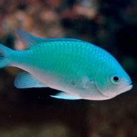 Blue Green Chromis - Chromis - Chromis viridis | Tank Facts