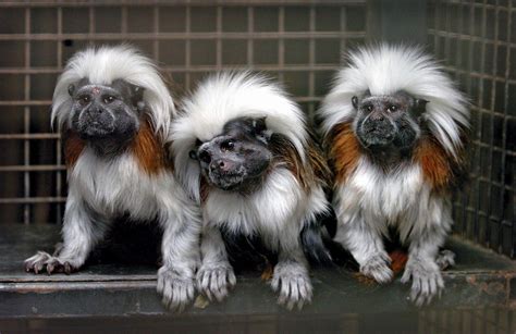 Cotton Top Tamarin – Facts, Description, Conservations Status, Pictures