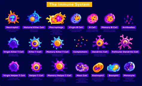 The Immune System — Kurzgesagt : coolguides | Science art projects ...