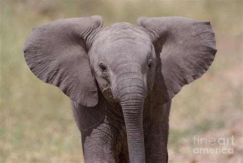 Baby African Elephant Close-up Photograph by Legacy Images