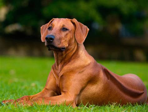 Rhodesian Ridgeback ελλαδα Ροδεσιανό Ρίτζμπακ | Ζωάκια 365