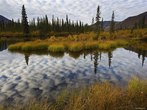 boreal forest photography - Google Search | Boreal forest, Landscape photography, Landscape ...