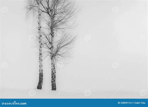 Aspen trees in winter stock photo. Image of remote, mountain - 24859114