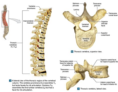 Thoracic vertebrae structure | Science online