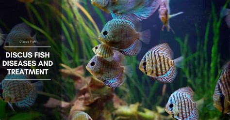 Discus Fish Diseases and Treatment | The Aquarium Adviser