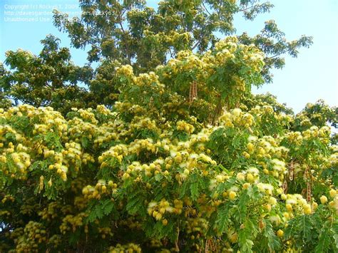 Albizia lebbeck - UF/IFAS Assessment - University of Florida, Institute of Food and Agricultural ...