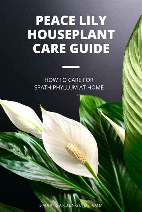 How To Care For A Peace Lily Indoors (My Top Tips) - Smart Garden Guide