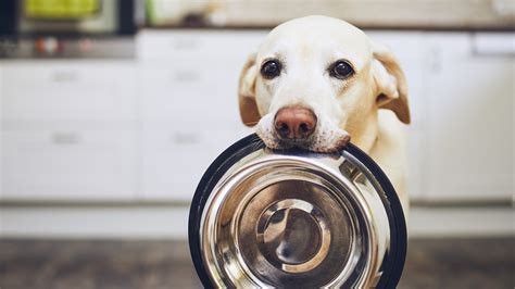 7 Fresh Dog Food Delivery Services That Will Save You a Trip to the Store