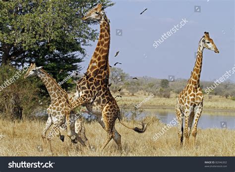 Giraffe Mating Stock Photo 82046302 - Shutterstock