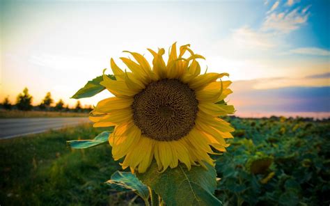 Sunflower Wallpapers Desktop - Wallpaper Cave