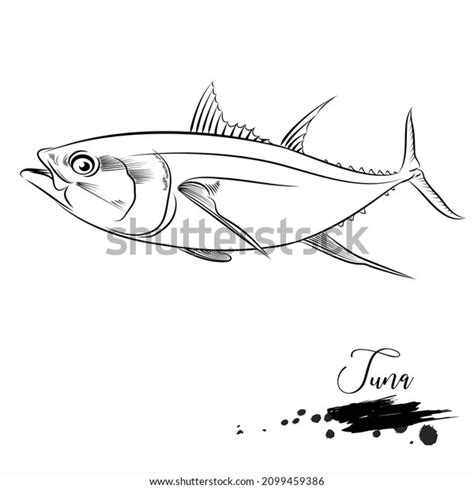 Tuna Sea Animal Realistic Sketch Vector Stock Vector (Royalty Free) 2099459386 | Shutterstock