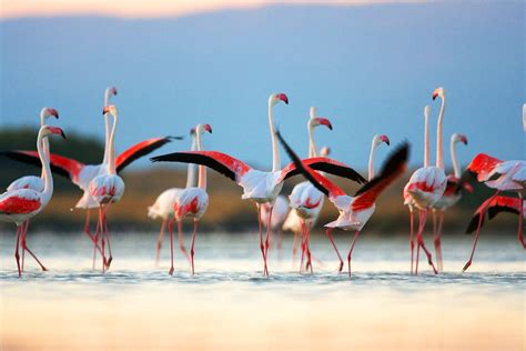 How to see the pink flamingos on Sardinia