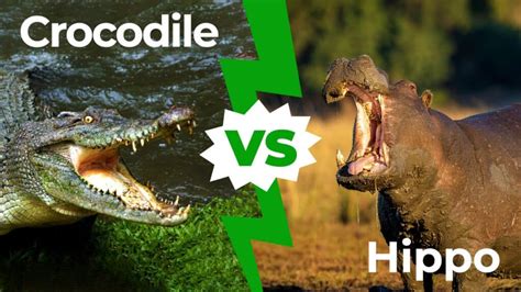 Hippo vs Crocodile: Who Would Win in a Fight? - IMP WORLD