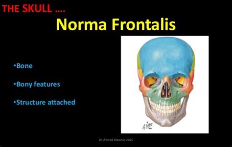 Norma Frontalis