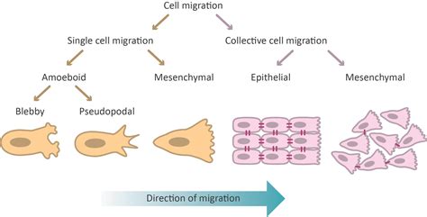 CytoSMART | Modes of Cell Migration