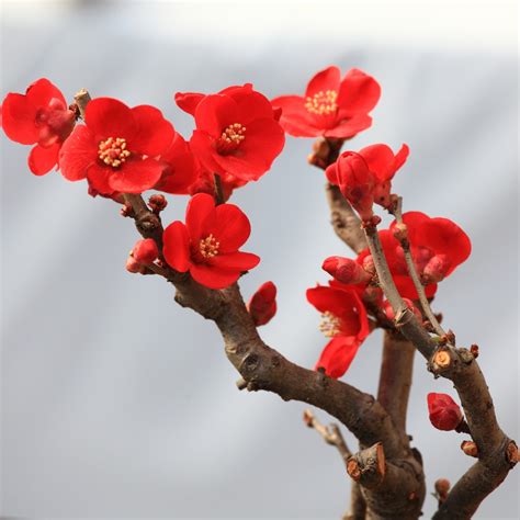 Free Images : branch, blossom, leaf, flower, petal, spring, high, red, produce, botany, flora ...