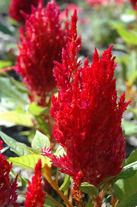 First Flame Red Celosia (Celosia 'First Flame Red') in Long Island Westbury Nassau County ...