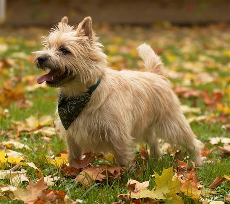 Cairn Terrier Adoption in Missouri: Cairn Terrier Puppies for Sale in Missouri - Adoptapet.com