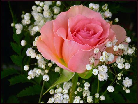 Beautifull Flowers 2011: pink rose bouquet