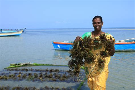 Is seaweed farming India's untapped treasure? - Responsible Seafood Advocate