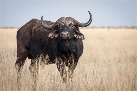 Cape Buffalo Facts - CRITTERFACTS