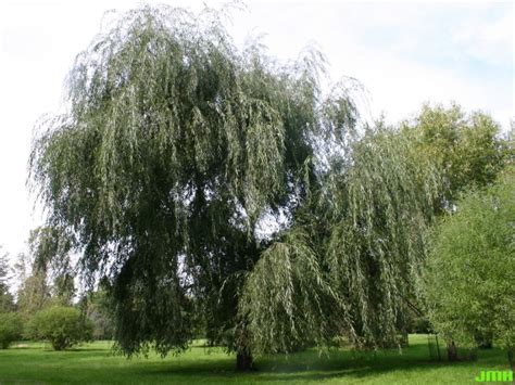 White willow | The Morton Arboretum