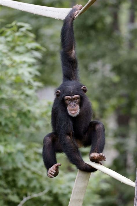 Swinging-Monkey-primates-356126_1600_1064.jpg (1600×1064) | Wise Monkey | Pinterest | Primate ...