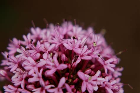 Red Valerian Flowers 4639677 Stock Photo at Vecteezy