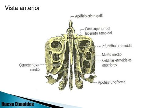 Frontal y etmoides