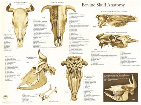 Bovine Skull Anatomy Poster