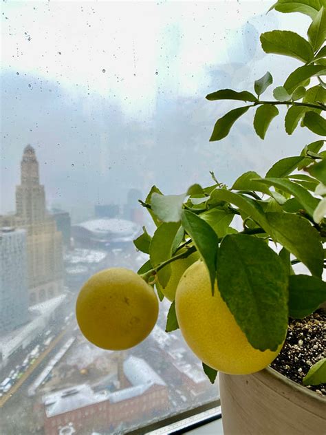 Transitioning Your Citrus Plants Indoors for Winter: A Via Citrus Guid