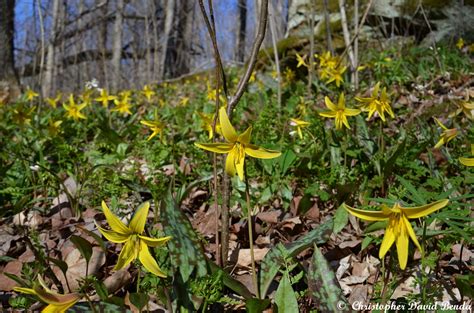 Erythronium americanum | Illinois Botanizer