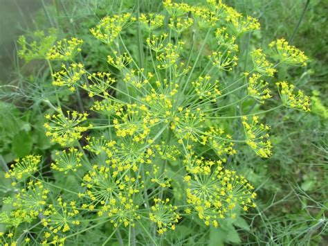 Companion Planting Arugula (Rocket Companion Plants) | Growing Guides