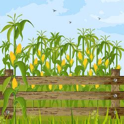 Cartoon Corn Field Vector Images (over 1,300)