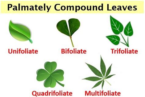 Leaf Margins Types | Leafandtrees.org