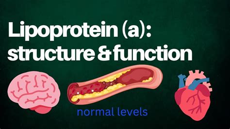 Lipoprotein (a) structure and function | Normal levels of lipoprotein ...