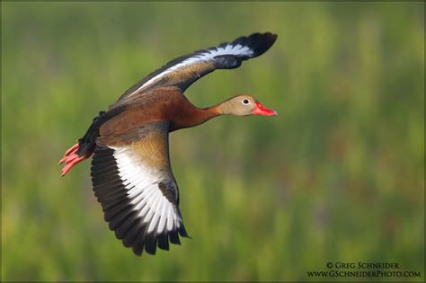 Photo :: Black-Bellied Whistling Duck banking