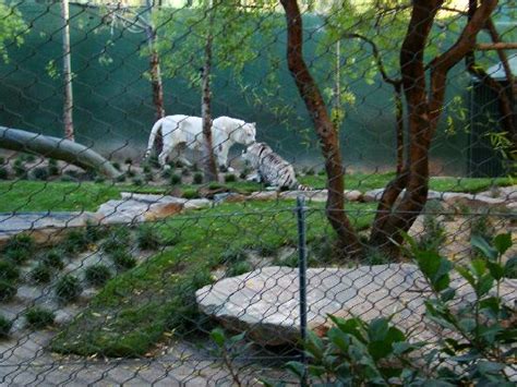 Secret Garden, Mirage 2008 - Picture of Siegfried & Roy's Secret Garden and Dolphin Habitat, Las ...