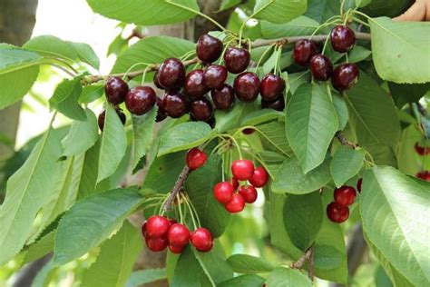 11 Cherry Tree Diseases and How to Treat Them – Rhythm of the Home