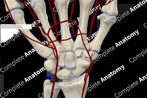 Superficial Palmar Arch | Complete Anatomy