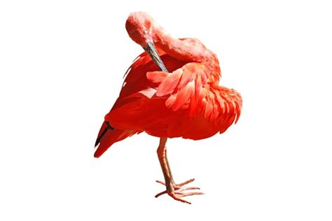 Scarlet ibis Stock Photos, Royalty Free Scarlet ibis Images | Depositphotos