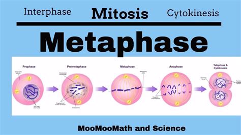 Metaphase |Mitotic Stages| | Middle school science, Science, Middle school